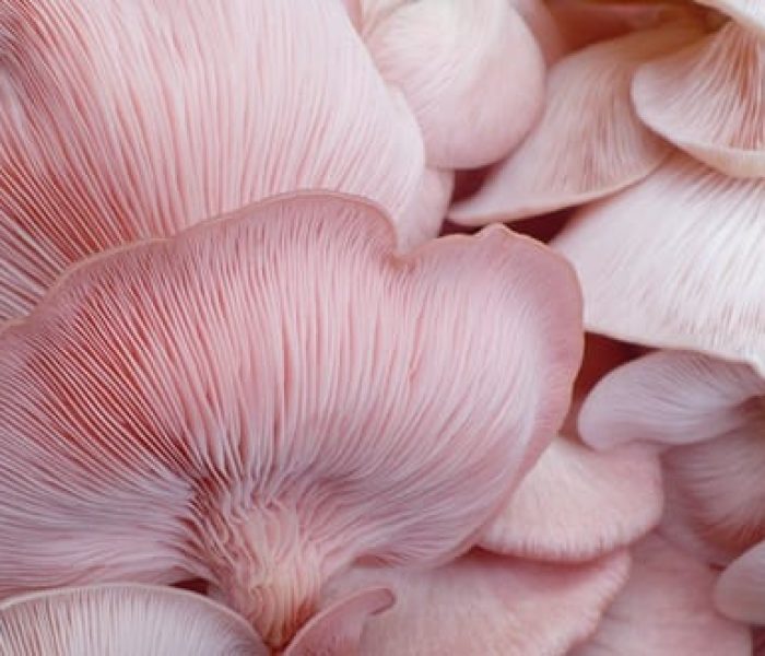 adaptogens mushrooms